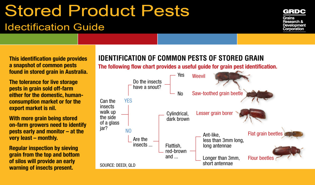 Stored grain pests_Identification Guide