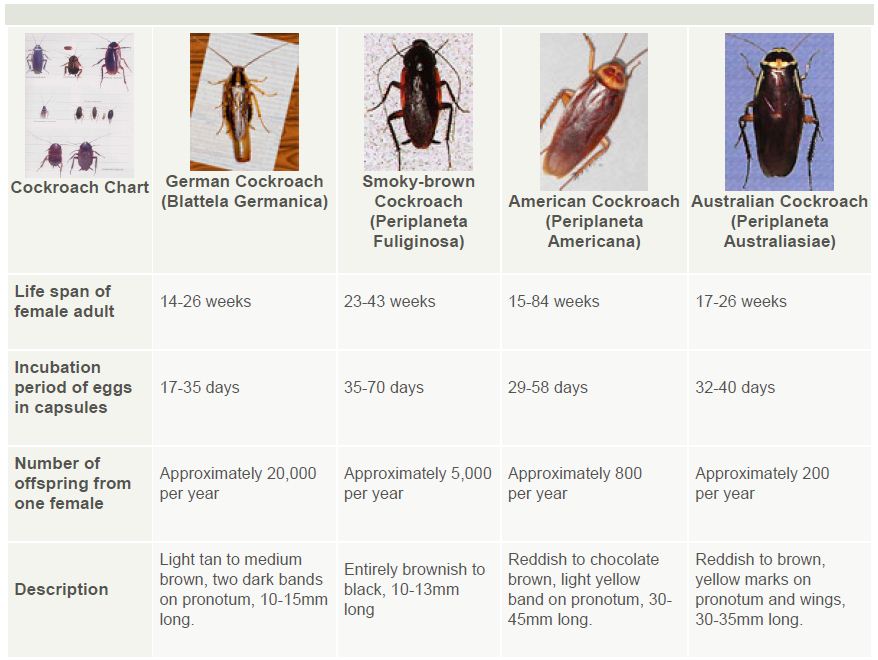 Cockroach Identification Guide