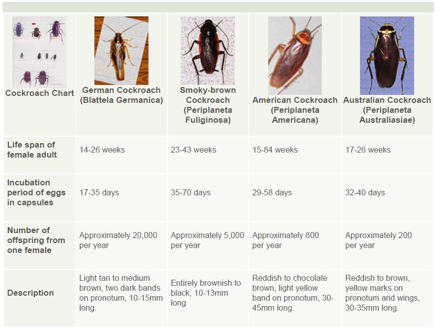 Roach Size Chart