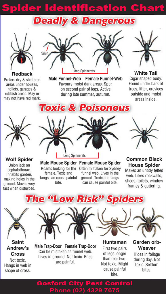 Spider Poisonous Chart