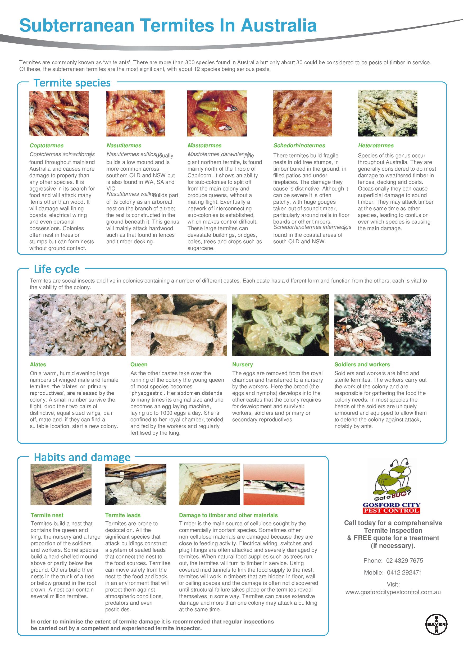 Termite Identification Chart